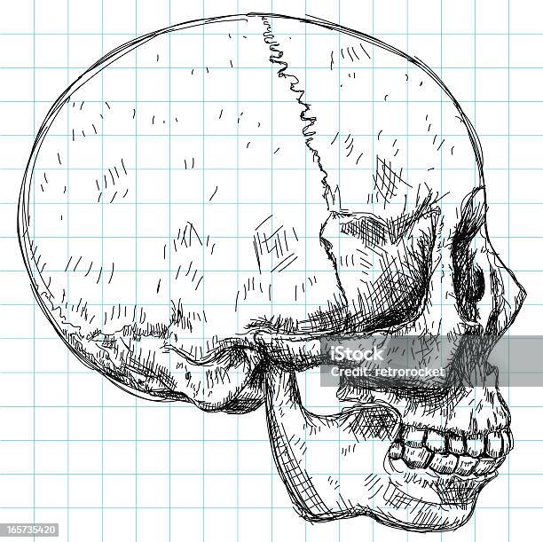 스컬 도면측면 보기 거친에 대한 스톡 벡터 아트 및 기타 이미지 - 거친, 건강관리와 의술, 공포-무서움
