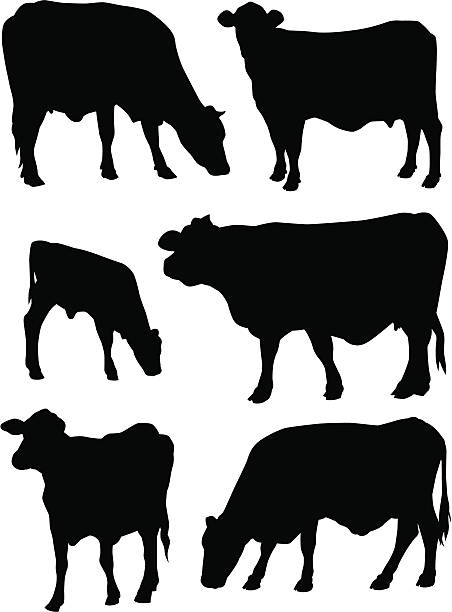 Cows vector art illustration