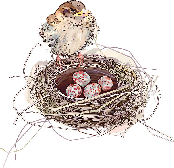 воробьиные и яйцо - loving bird love birds nest stock illustrations
