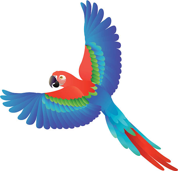 flying scarlet macaw vector art illustration