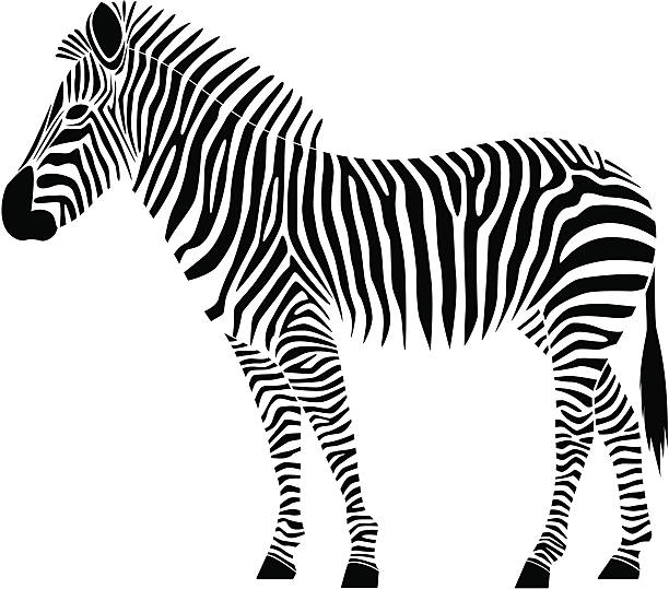 Zebra Abstract vector illustration of a zebra. safari animal clipart stock illustrations