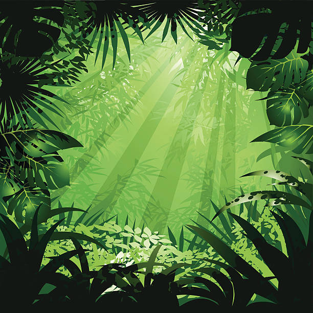 jungle - four seasons stock illustrations