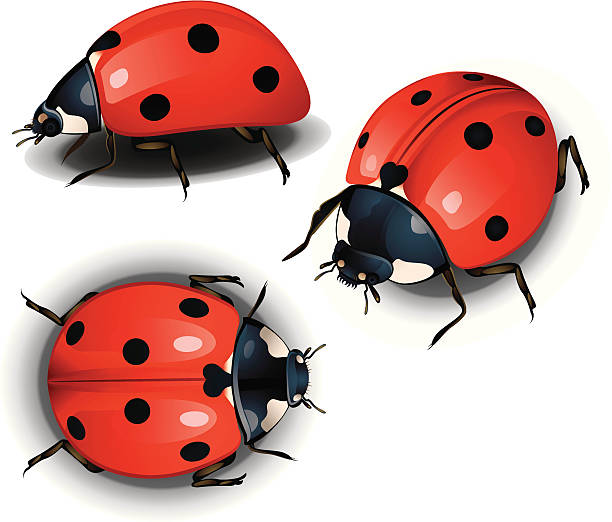 Lady Bird Three different angle Lady bug,very useful to create animation, print and game . ladybug stock illustrations
