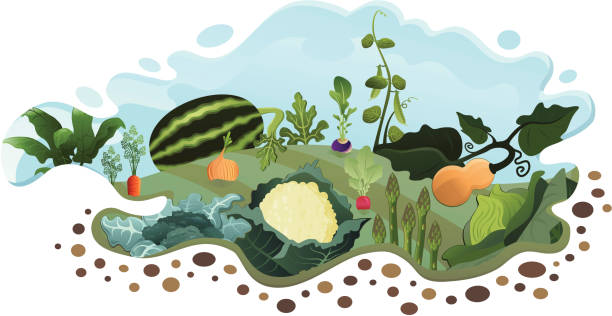 Vegetable Garden (End of Summer) vector art illustration