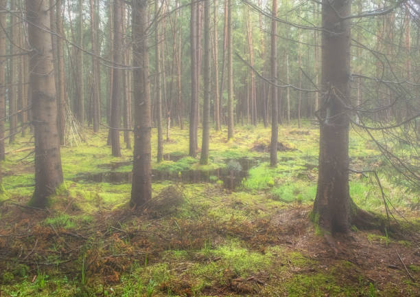 istock Bog and pine forest in fog 1657362306