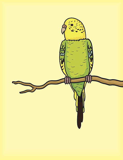 ilustrações, clipart, desenhos animados e ícones de budgie em uma filial - parrot multi colored bird perching