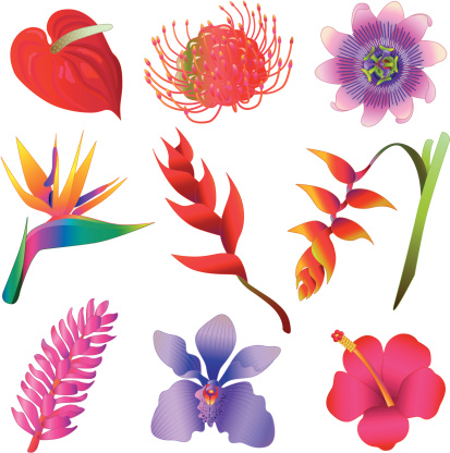 Vector icons of various tropical flowers. 