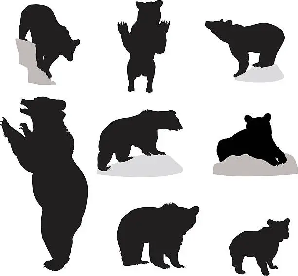 Vector illustration of Bears