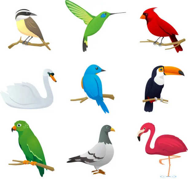 Vector illustration of Bird species collection 1