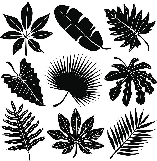 열대 잎 - 누에나방 이미지 stock illustrations