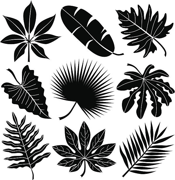 ilustrações, clipart, desenhos animados e ícones de folhas tropical - traça