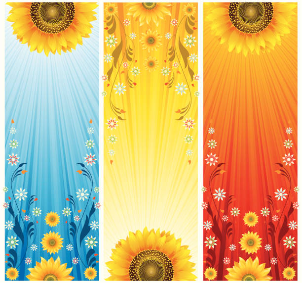 Sunflower Background.. Beautiful Sunflower Background..Please visit my lightboxes. sunflower vine stock illustrations