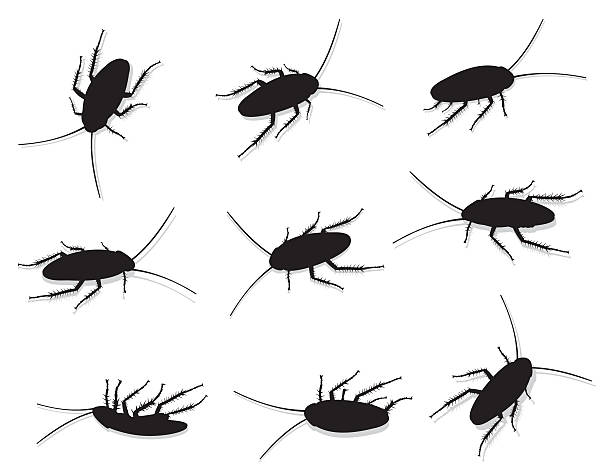 Roaches Cockroaches Silhouette longhorn beetle stock illustrations