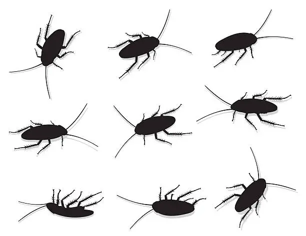 Vector illustration of Roaches