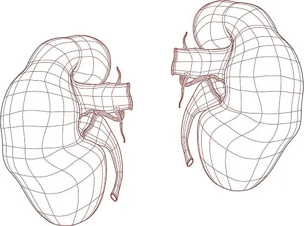 Vector illustration of Human kidney drawing