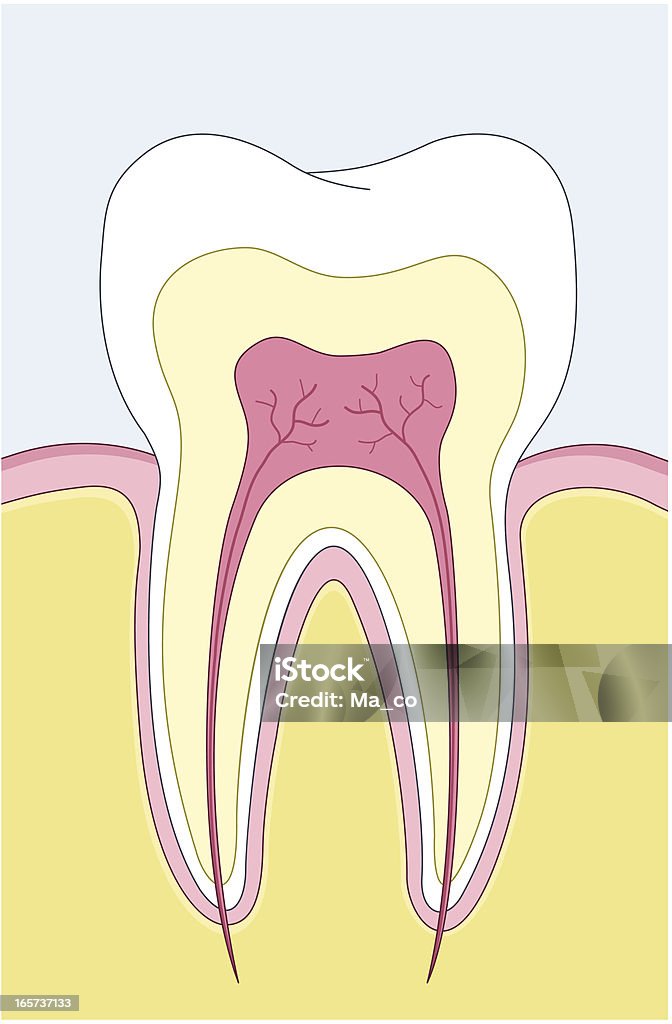 Zahn Querschnitt - Lizenzfrei Zahnwurzel Vektorgrafik