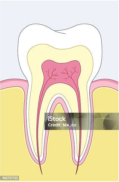 Sezione Trasversale Del Dente - Immagini vettoriali stock e altre immagini di Canale radicolare - Canale radicolare, Anatomia umana, Denti di animale