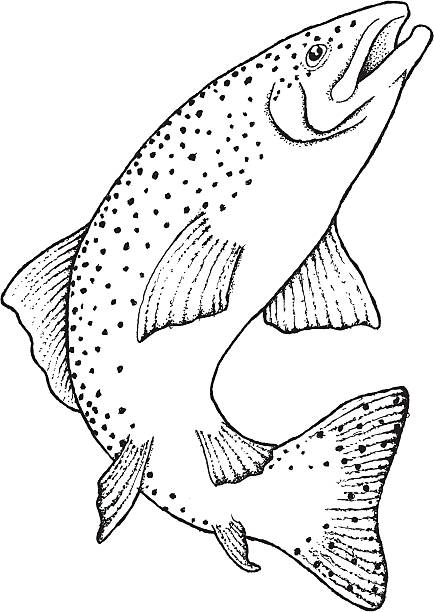 Trout illustration A hand drawn illustration of a trout. trout illustrations stock illustrations
