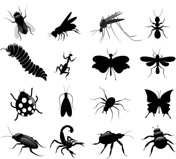Vector illustration of black insect set