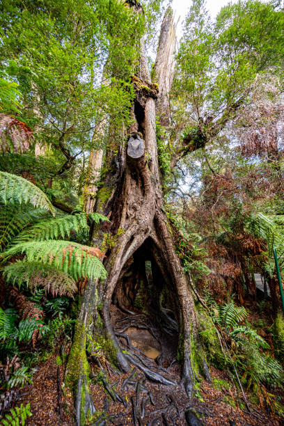 un trou dans un arbre de forêt tropicale - otway national park photos et images de collection