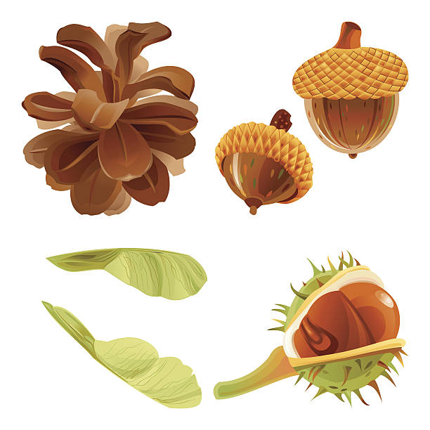 Autumn Forest Nuts and Seeds Pine cone, Acorns, Chestnut and Maple seeds. Autumn design elements. Vector. maple keys maple tree seed tree stock illustrations