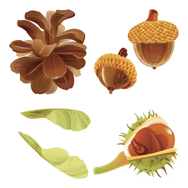 Vector illustration of Autumn Forest Nuts and Seeds