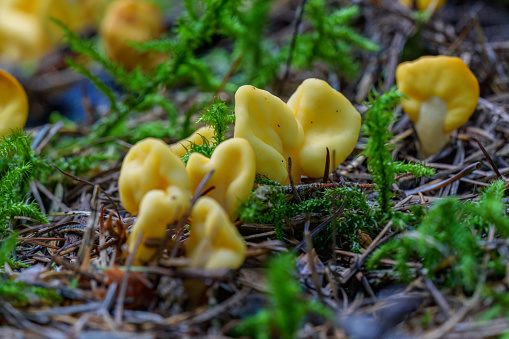 bright yellow fruitbodies of Sowerbyella imperialis, a rare and unusual species of ascomycete fungi, growing in autumn forest