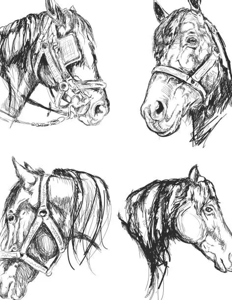 Vector illustration of Horse Sketch