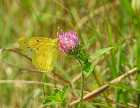 Trifolium pratense (Red Clover) Common Weedy Flower