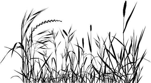 Summer Meadow Silhouette summer or spring meadow. grass family stock illustrations