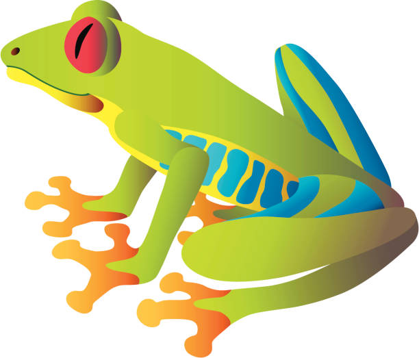 ilustraciones, imágenes clip art, dibujos animados e iconos de stock de rana arborícola de los ojos rojos de estar - animal frog tree frog rear end