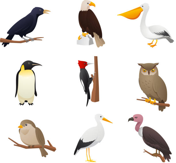 illustrations, cliparts, dessins animés et icônes de neuf bird collection 2 - se percher