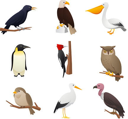 Realistic Bird collection, with Owl, Pelican, Woodpecker, Penguin, Eagle, Bird, cardinal and raven vector illustration. 