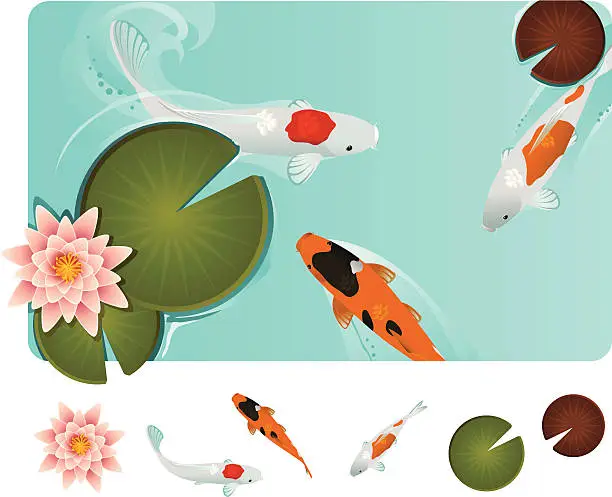 Vector illustration of Koi fish in blue water with Lilly pads