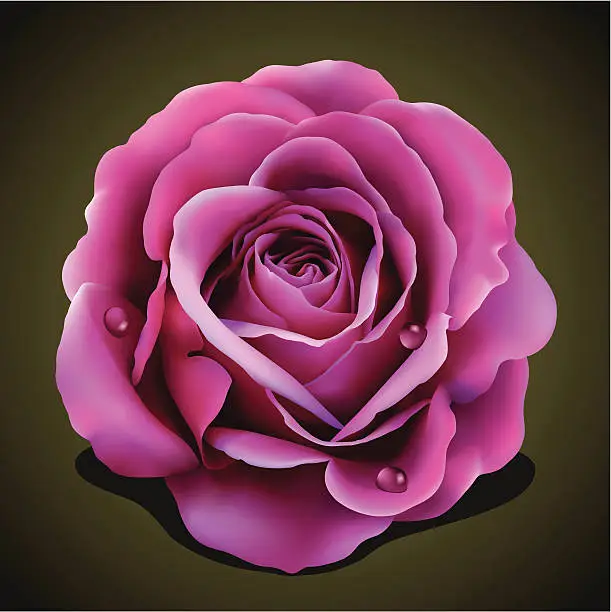 Vector illustration of Rose