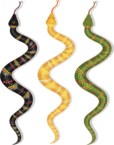 Vector illustration of snake