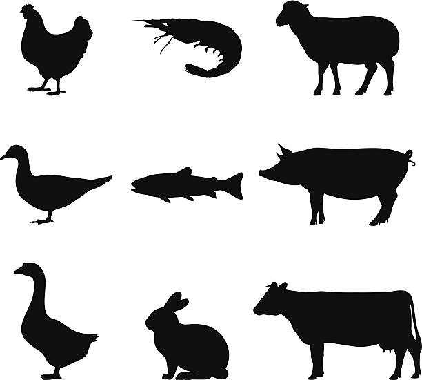 Black silhouette of farm and sea animals on white A group of nine simple vector illustrations of farm and marine animal silhouettes in profile. The animals are pictured in three rows with three animals in each row. All of the animals are facing to the left of the image and are solid black. Relative to one another, they are not to scale. Starting at the left side, the top row includes a chicken, a lobster and a sheep. In the middle row are a duck, a fish and a pig. The bottom row includes a goose, a rabbit and a cow. silhouette of a black and white rabbit stock illustrations