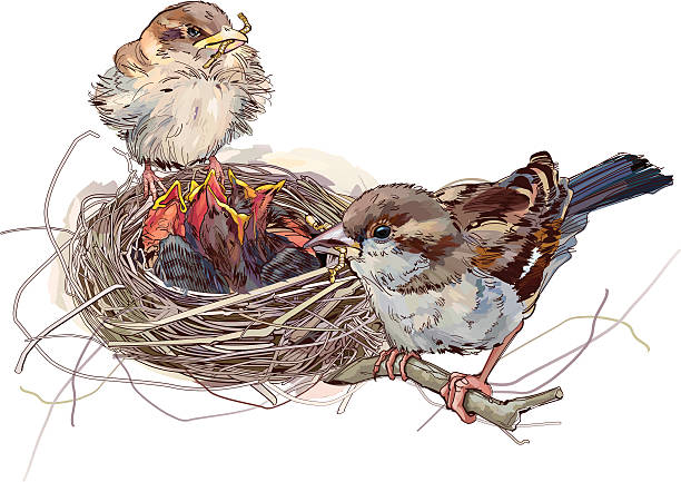 Family Illustration showing sparrow's parents is feeding babies sparrow inside the nest.(CMYK/layers) sparrow stock illustrations