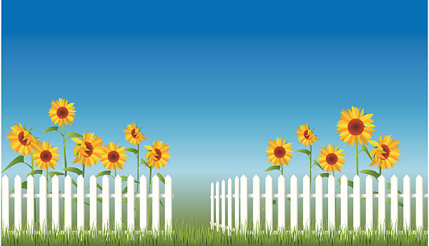 открытые ворота - sunflower field single flower flower stock illustrations
