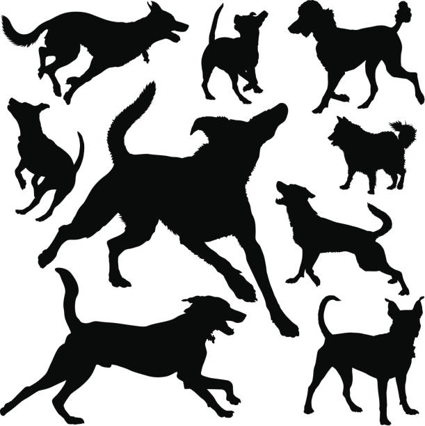 Canine SIlhouettes Canine silhouettes of different breeds while running and playing. Download also includes Illustrator CS3 file and high resolution XXXL (7156 x 7166) Thanks! black german shepherd dog or alsatian wolf dog stock illustrations