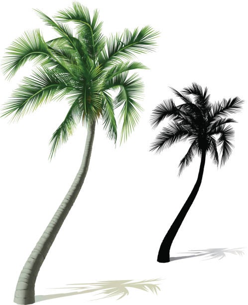 Single Palm Tree Vector illustration of a palmtree and a silhouette of a palmtree isolated on white. All colored leaves and shadow on separate layers. Includes AI8-EPS, AI8, PDF, transparent PNG and highres JPG (40 cm high, 300 dpi). coconut palm tree stock illustrations