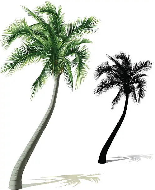 Vector illustration of Single Palm Tree