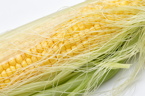Fresh sweet corn with corn silk