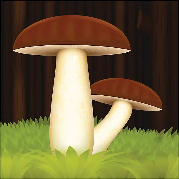 Vector illustration of Mushrooms in the forest