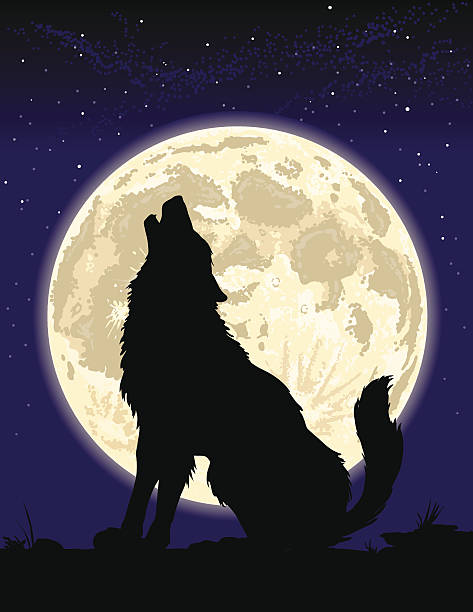 Wolf howling at the Moon Silhouette of a wolf howling at the Moon. 4 spot colors plus black. All major elements are layered separately for easy editing.  Simple gradients and shapes for easy printing, separating and color changes. File formats: EPS and  JPG moon silhouettes stock illustrations