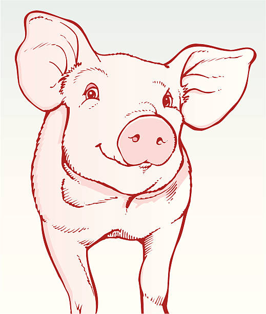 Pig Illustration of cheerful pig. pig illustrations stock illustrations
