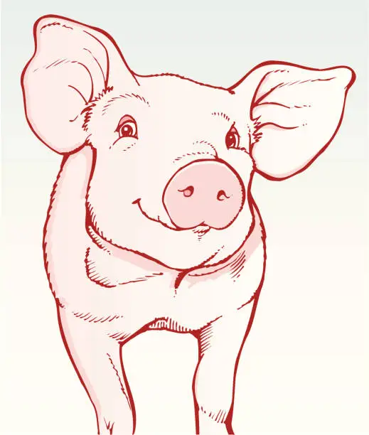 Vector illustration of Pig