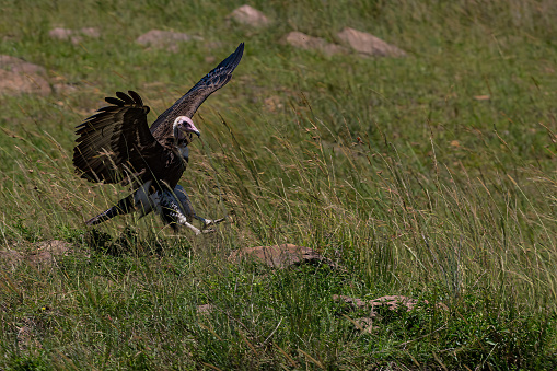 Hooded Vulture landing in the bushes