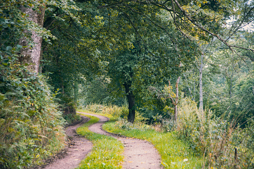 A tranquil path in the South Eifel National Park