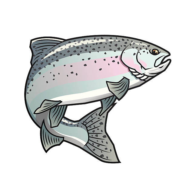 Steelhead Trout vector art illustration